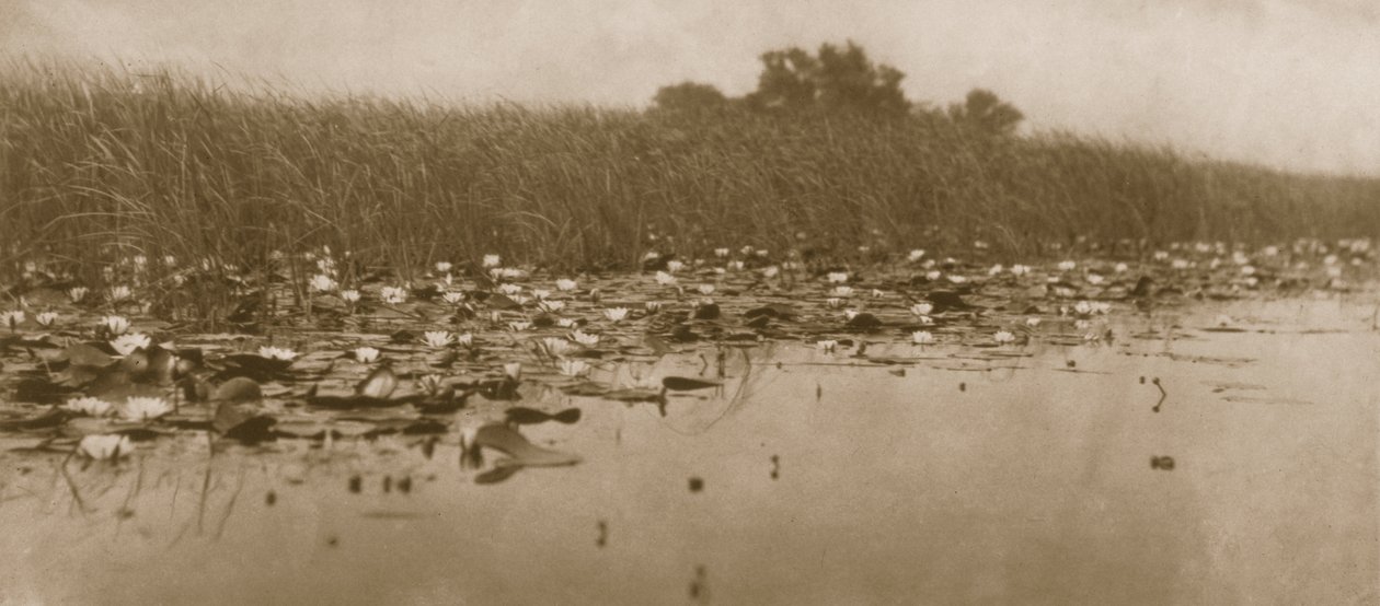 Nenúfares, vida e paisagem na Broads Norfolk, 1886 de Peter Emerson und Thomas Goodall