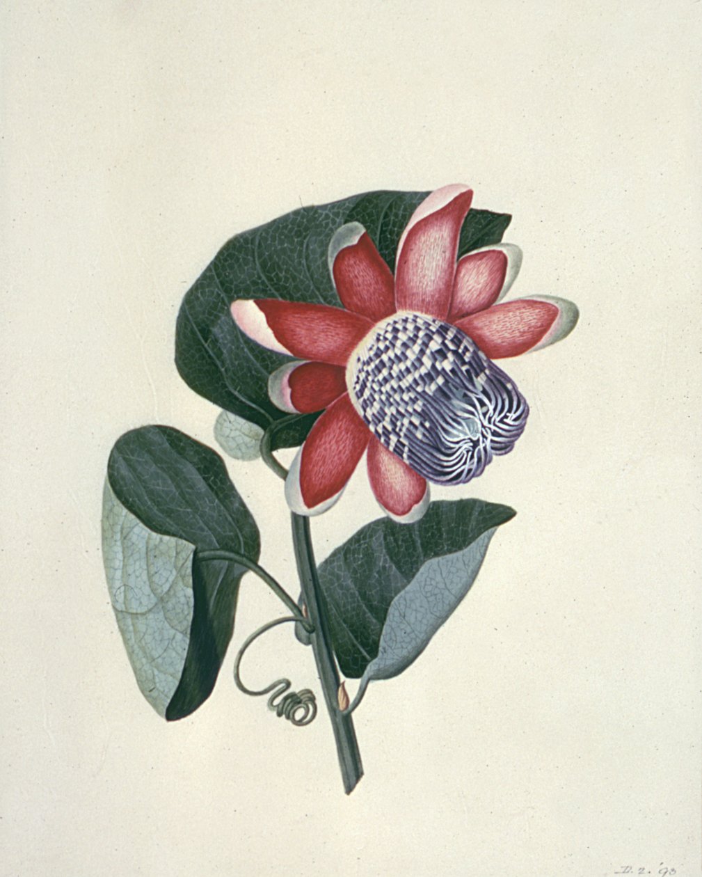 Estudos de Flores, século XVIII de Peter Brown