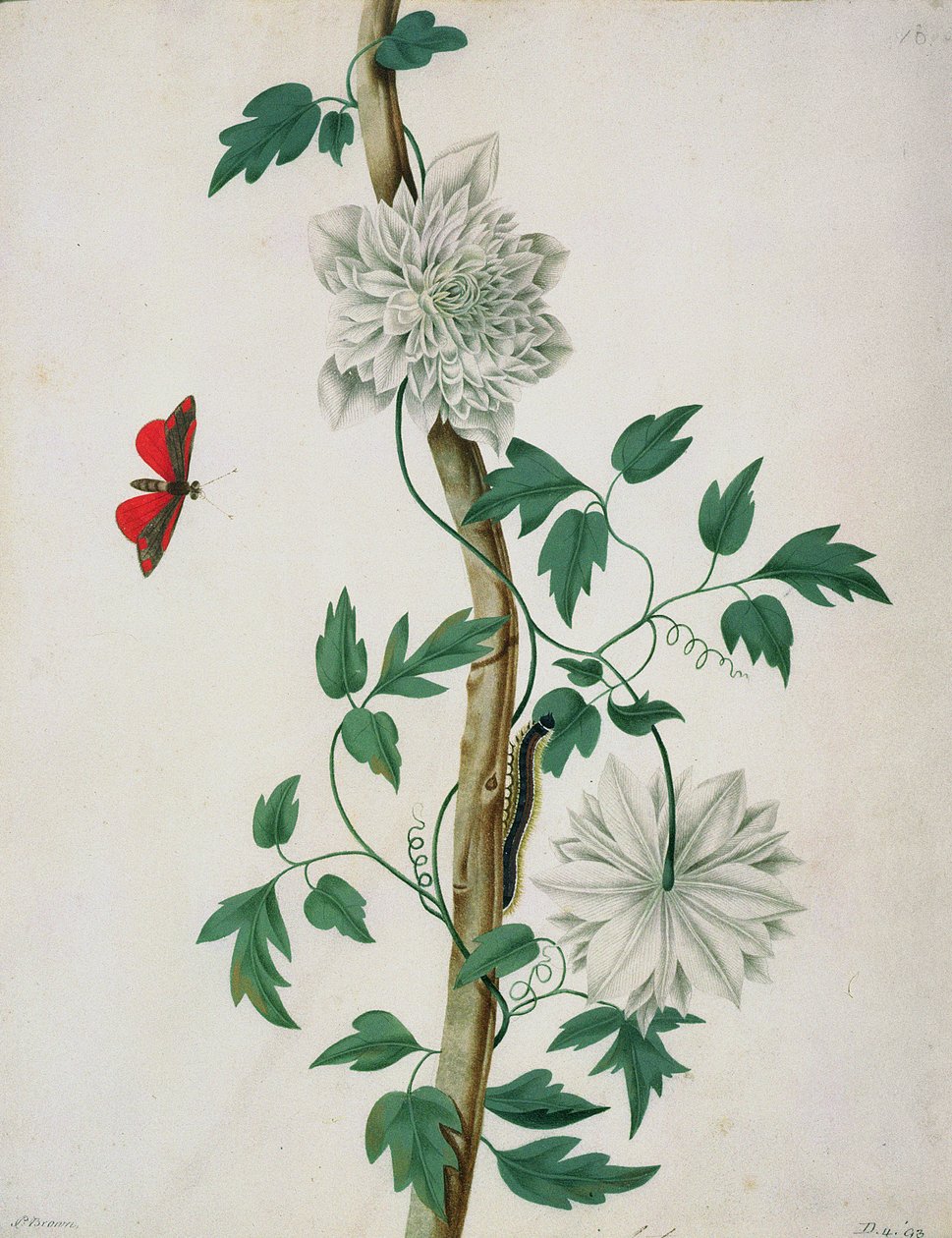 Estudos de Flores, século XVIII (aquarela) de Peter Brown