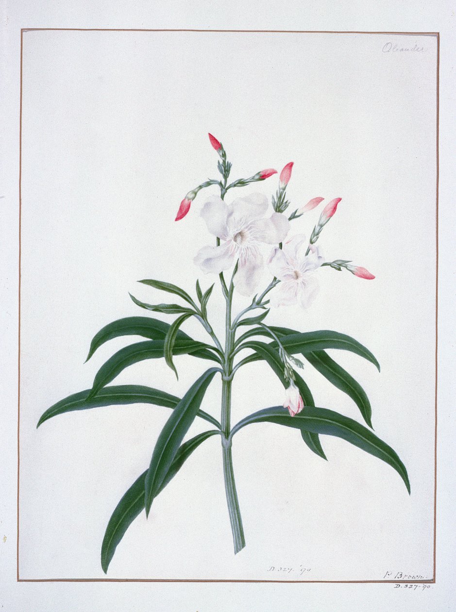 Estudos de Flores, 18o século (aquarela) de Peter Brown