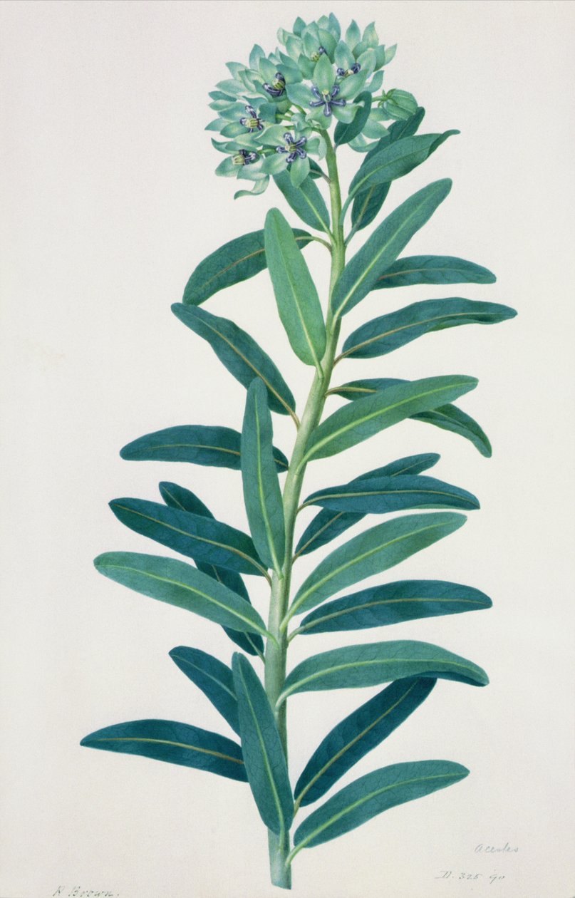 Gladíolos, século XVIII de Peter Brown