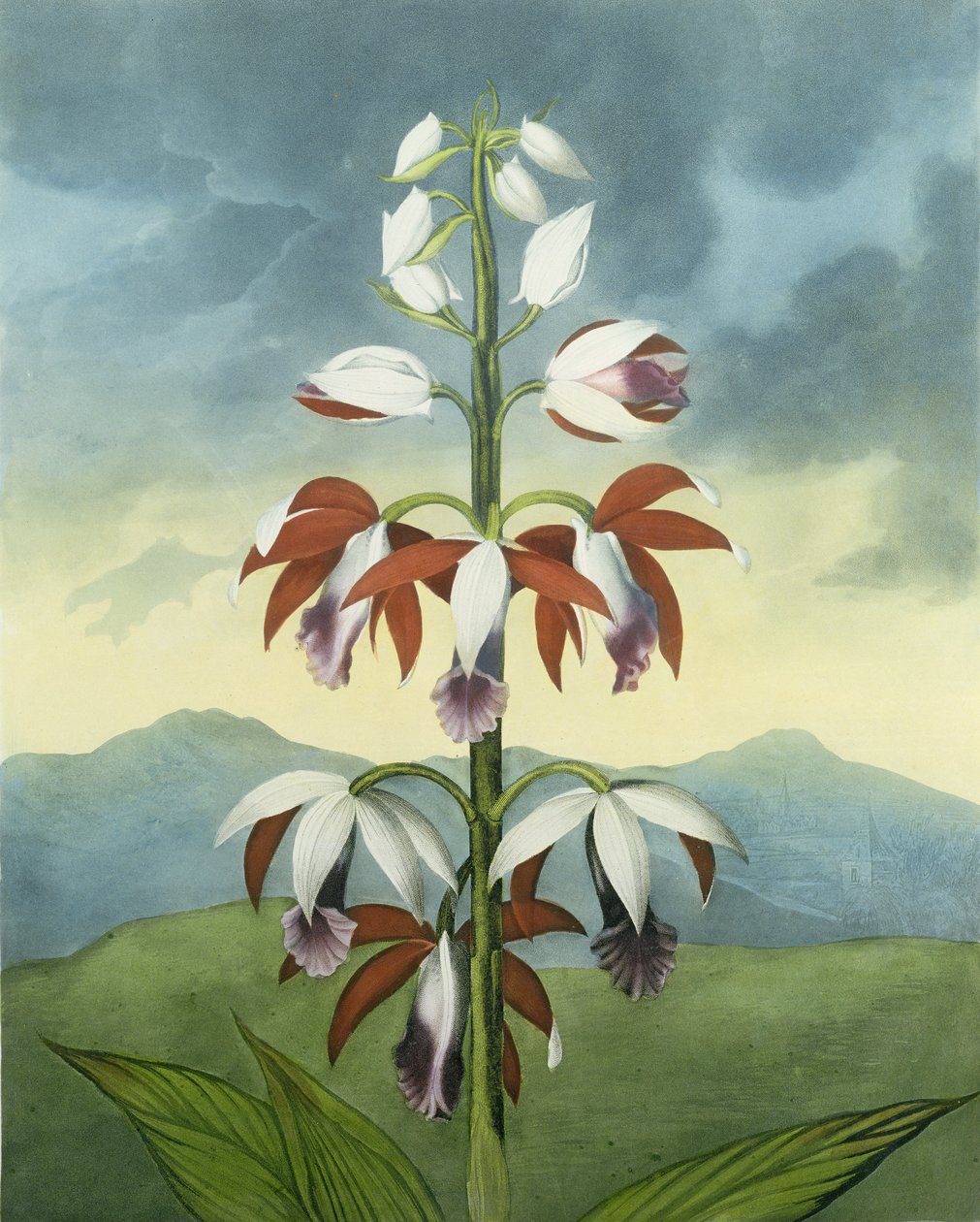 A China Limodoron, gravada por Landseer, de "The Temple of Flora", de Robert Thornton, pub. 1802 de Peter Charles Henderson
