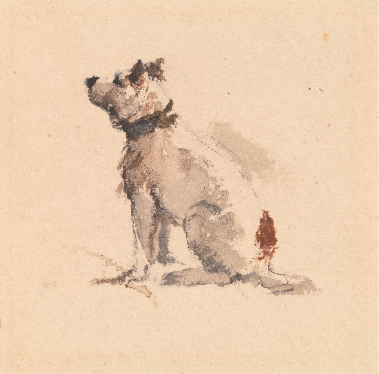 Um, terrier, sentando, enfrentando, esquerda de Peter de Wint