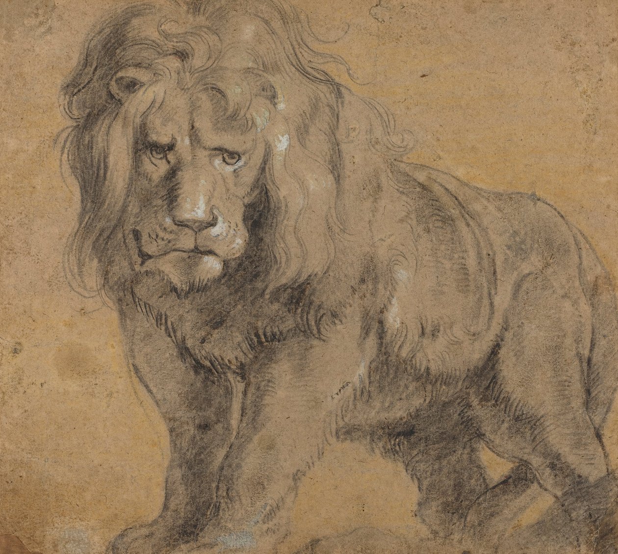 Leão de Peter Paul Rubens