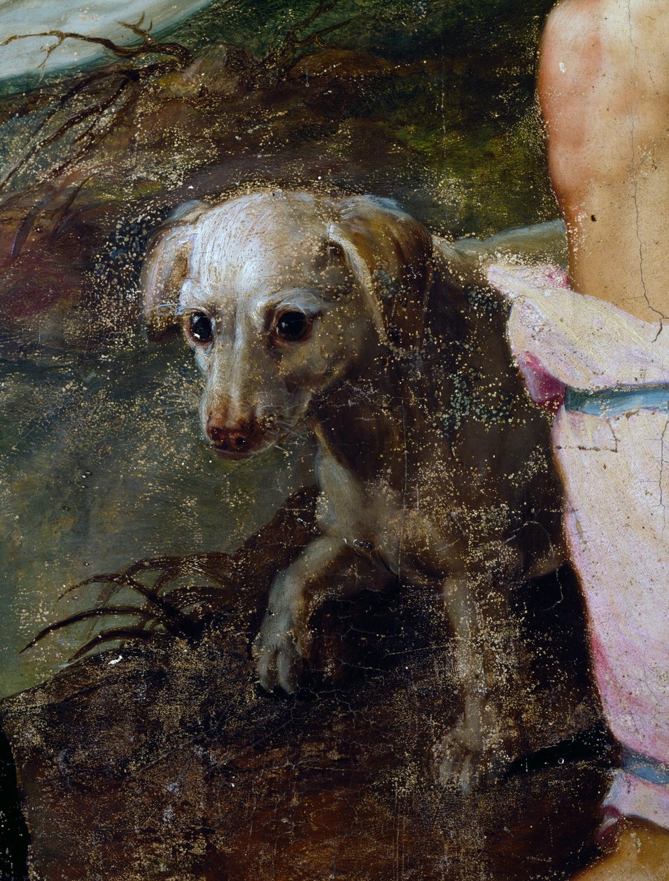 Cão, detalhe de Natividade, pintura de Pieter Candid ou Pieter de Witte (ca. 1548-1628), Holanda de Peter Candid