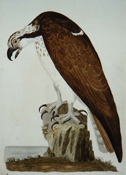 The Bald Buzzard, placa de 