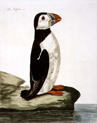A placa Puffin (Fratercula arctica) de 