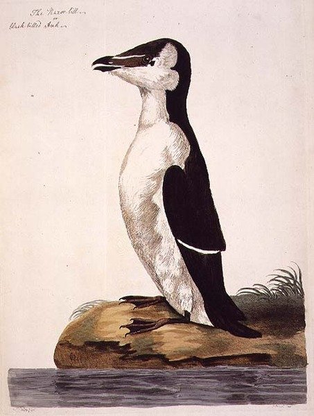 O Razorbill (Alca torda) ou Black-Billed Auk, placa de 