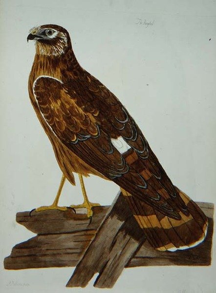 O Rabo Anelado, fêmea do Hen Harrier (Circus cyaneus) placa de 
