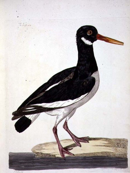 A placa "The Sea Pie or Oystercatcher" (Haematopus ostralegus) de "The British Zoology, Class II: Birds", gravada por Peter Mazell (fl.1761-97) 1766 (gravura) de Peter (after) Paillou