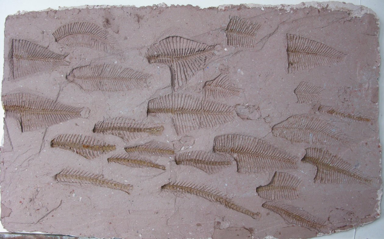 Cardume de Peter A Ford