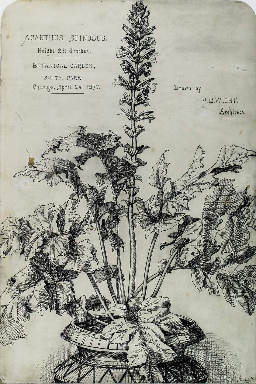 Acanthus Spinosus, Desenhos de Apresentação de Peter Bonnett Wight
