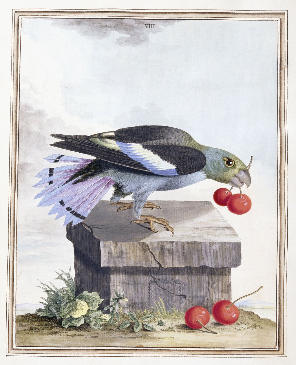 Placa VIII de Peter Brown