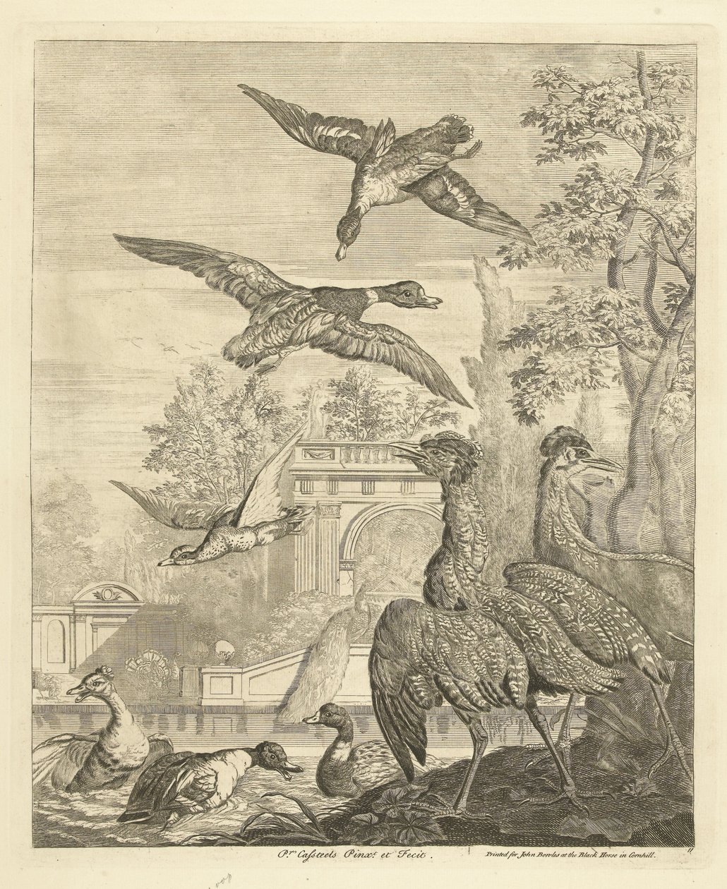 Patos e garças num tanque de pássaros
Várias aves (título da série) de Peter Casteels (III)