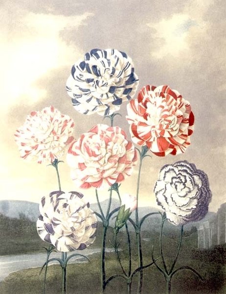 Um Grupo de Cravos: Dianthus caryophyllus, gravada por Caldwall, do "Templo de Flora" de Thornton de Peter Charles (after) Henderson
