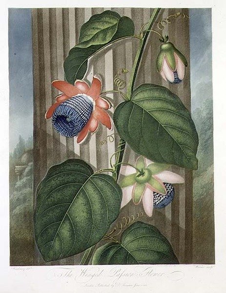 The Winged Passion Flower, gravado por Warner, de 