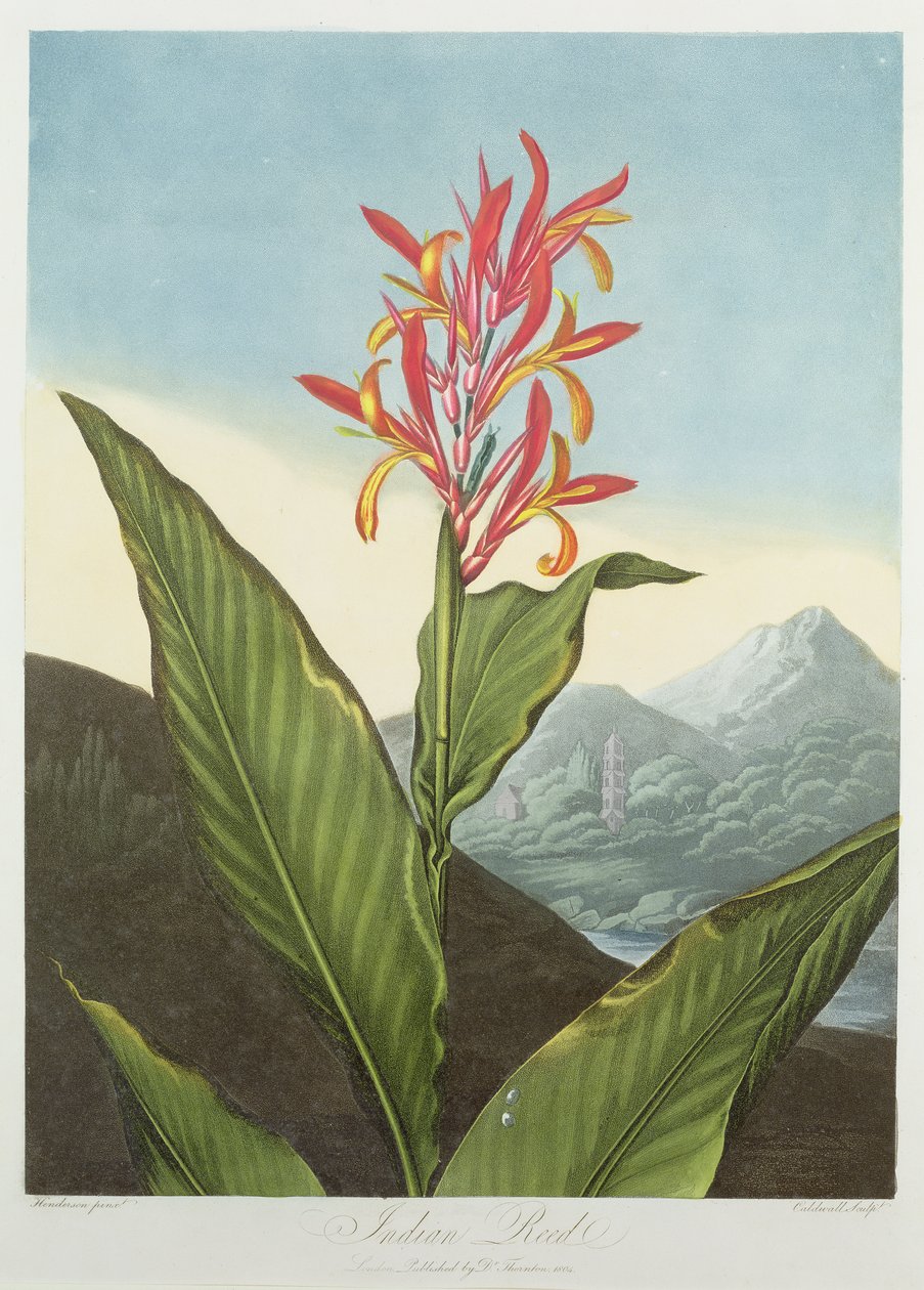 Reed indiano, gravado por Caldwall, do "templo da flora" por Robert Thornton, bar. 1804 de Peter Charles Henderson