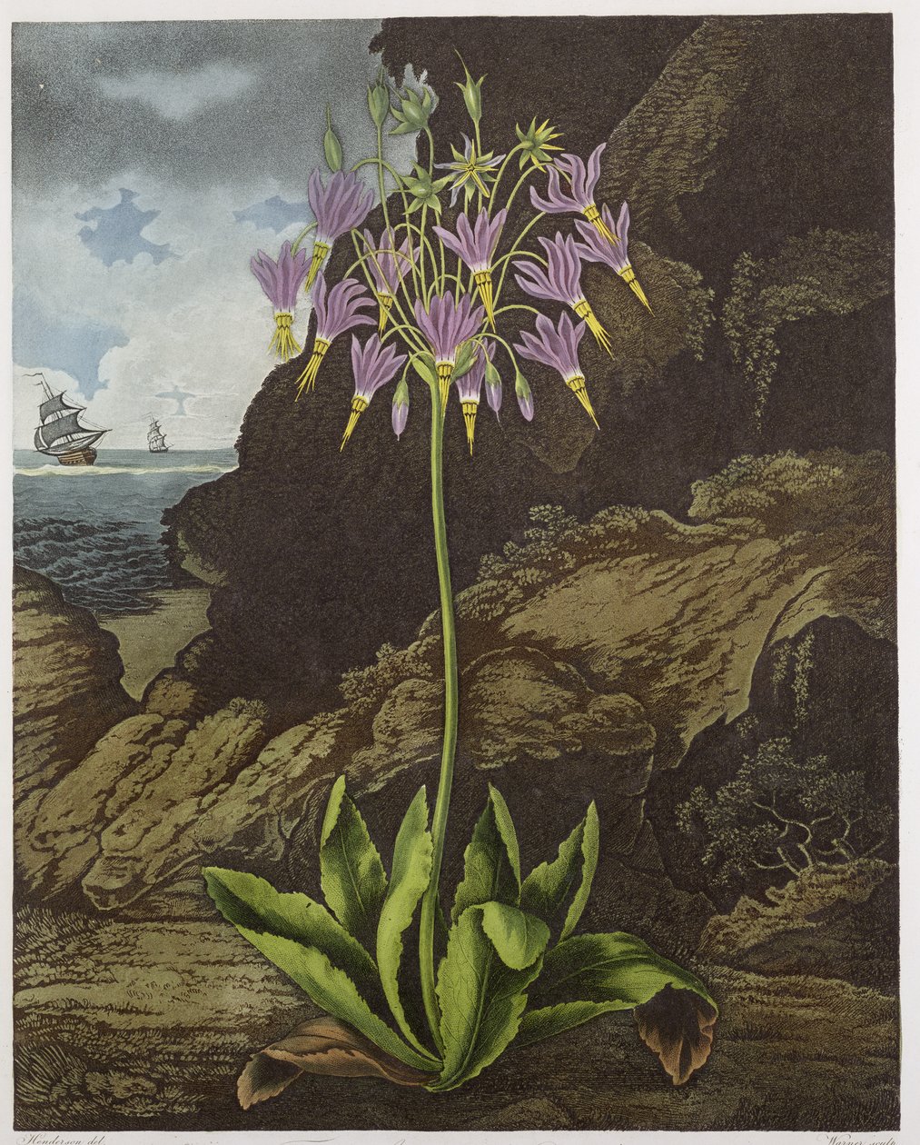 The American Cowslip, gravado pela Warner, de &39;The Temple of Flora&39;, de Robert Thornton, pub. 1812 de Peter Charles Henderson
