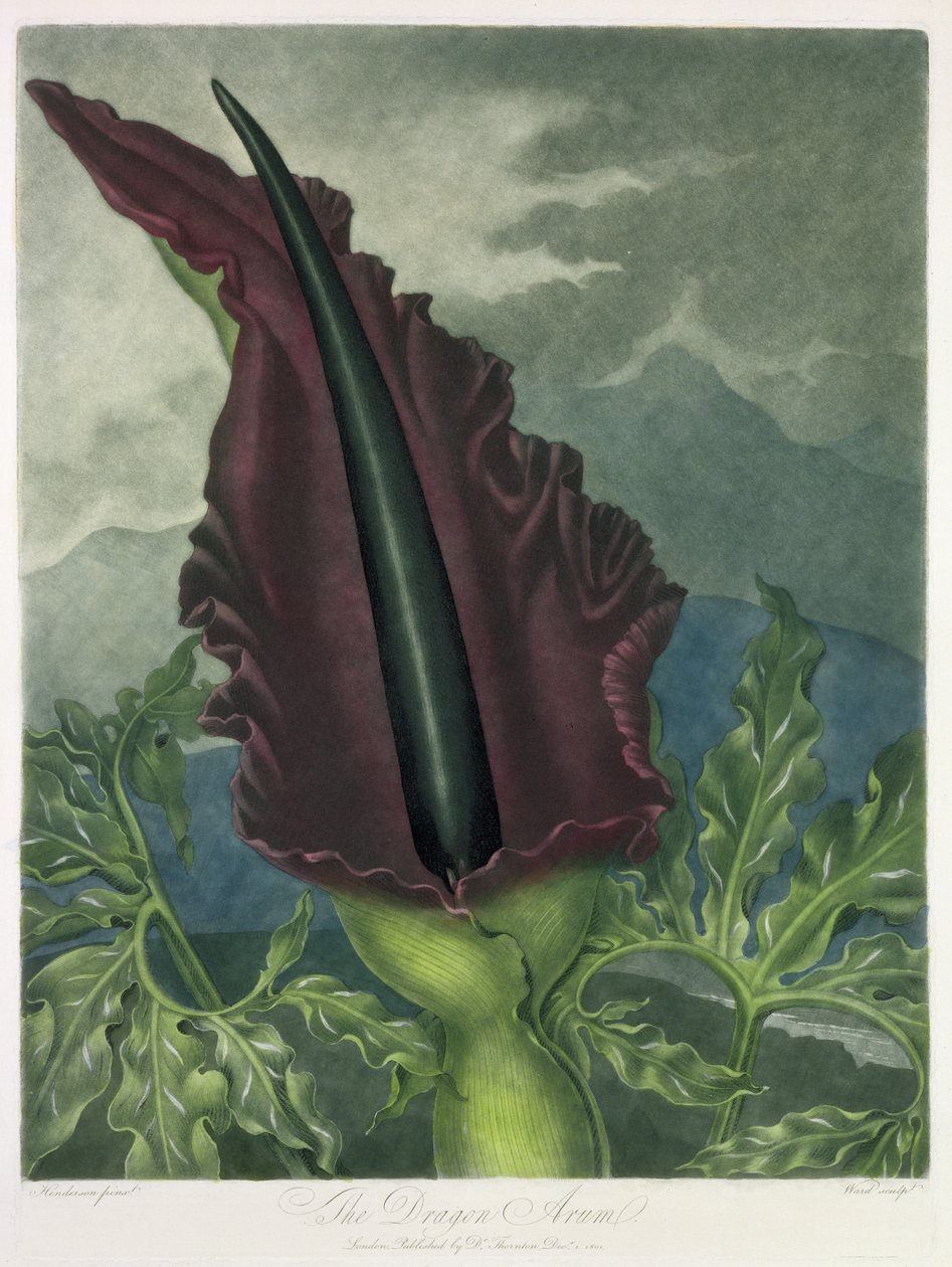 O Dragon Arum, gravado por Ward, de "The Temple of Flora", de Robert Thornton, pub. 1801 de Peter Charles Henderson