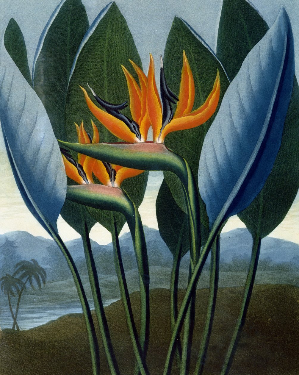 A Rainha, gravada por R. Cooper, de "The Temple of Flora", de RJ Thornton, pub. 1807 de Peter Charles Henderson