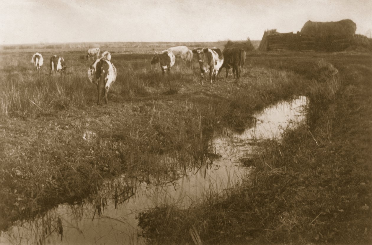 Gado no pântano, c.1886 de Peter Emerson und Thomas Goodall