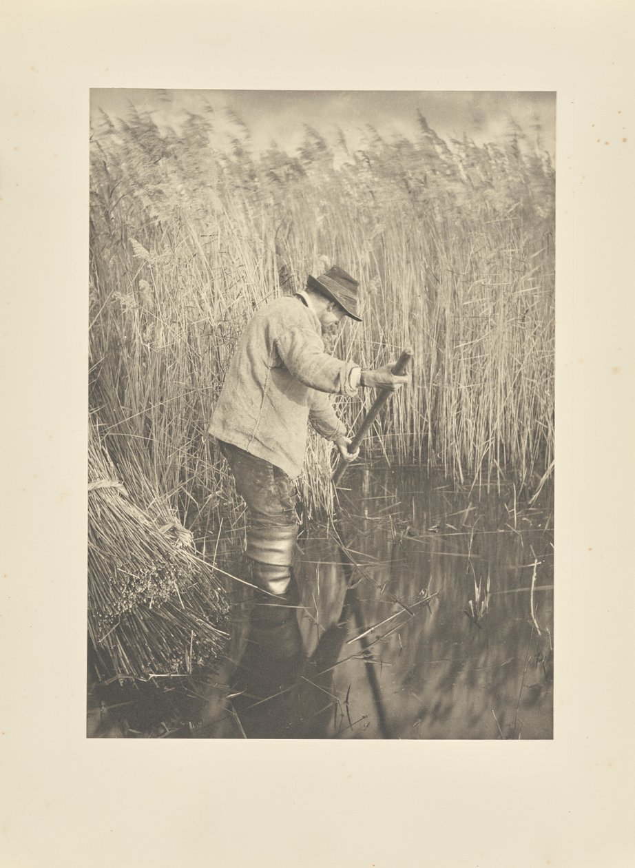 Um cortador de canas a trabalhar de Peter Henry Emerson