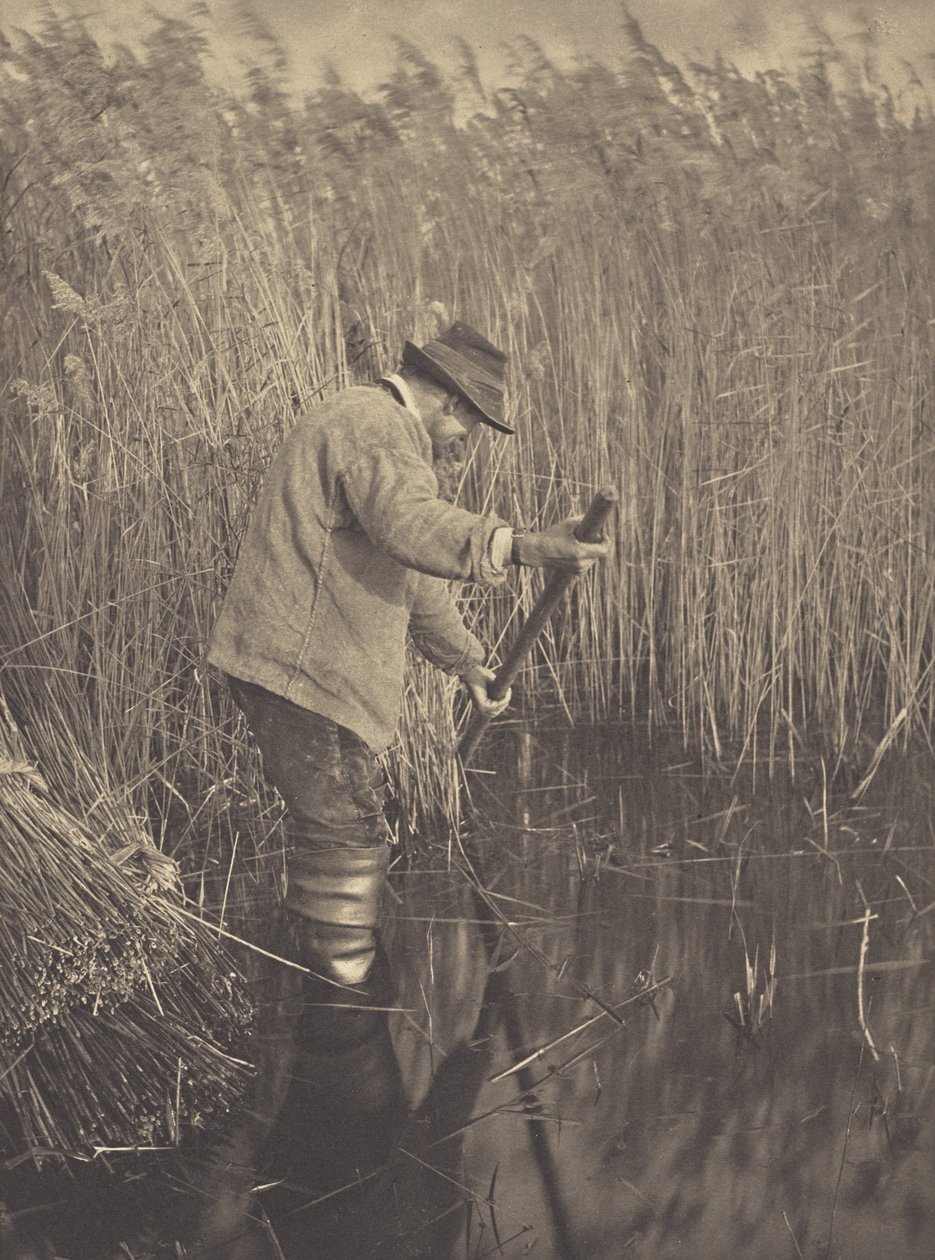 Um cortador de caniços a trabalhar de Peter Henry Emerson