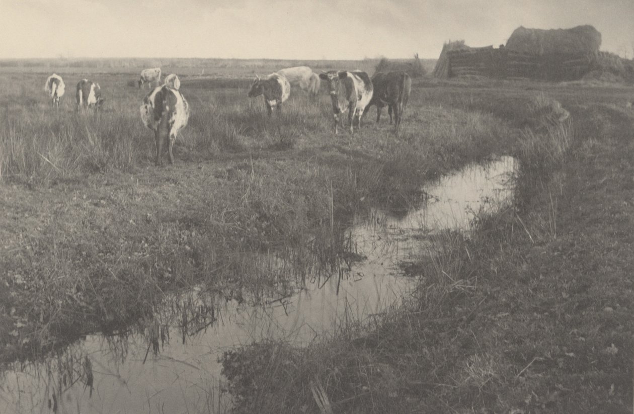 Gado nos pântanos, 1886 (foto) de Peter Henry Emerson