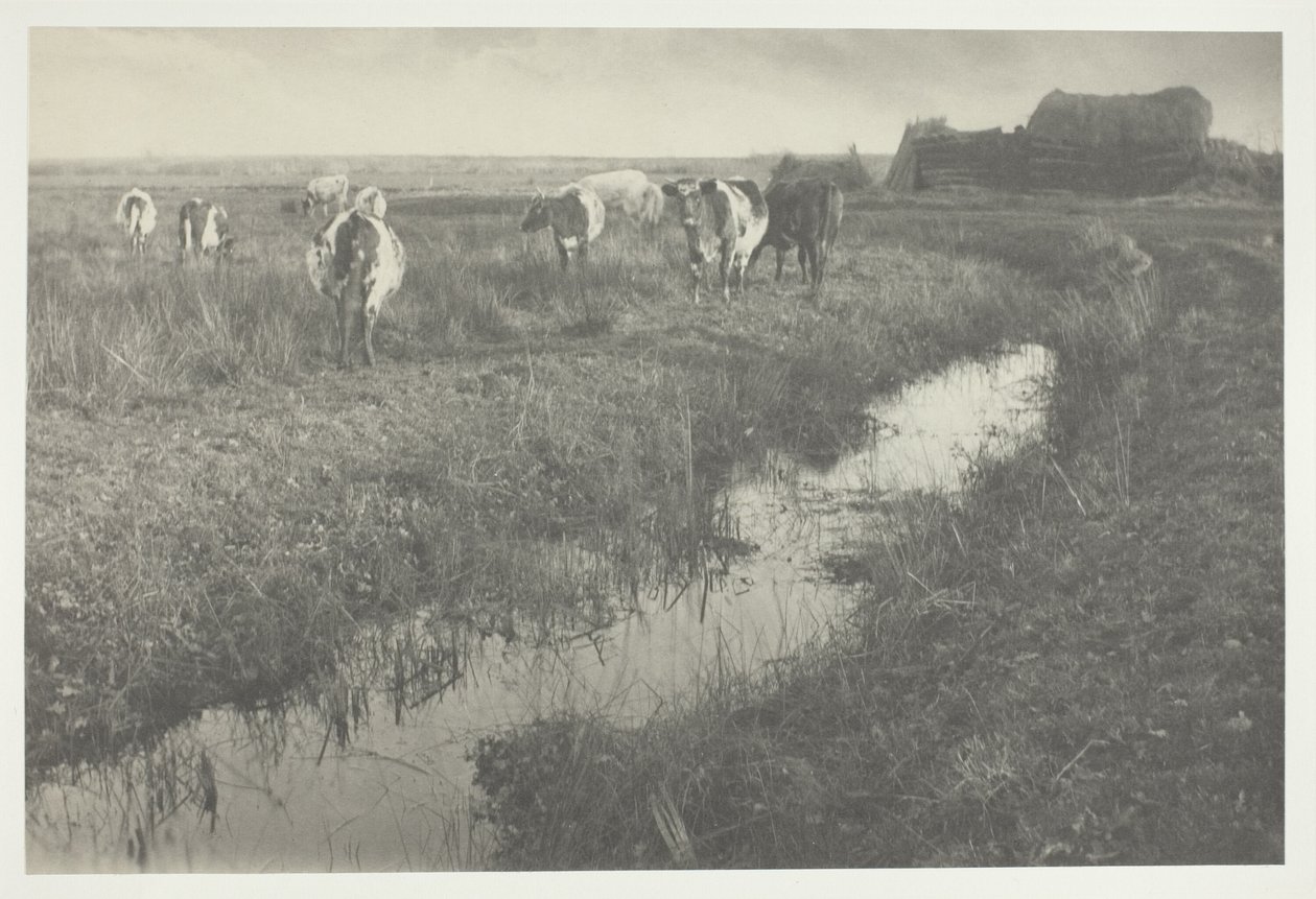 Gado nos pântanos de Peter Henry Emerson