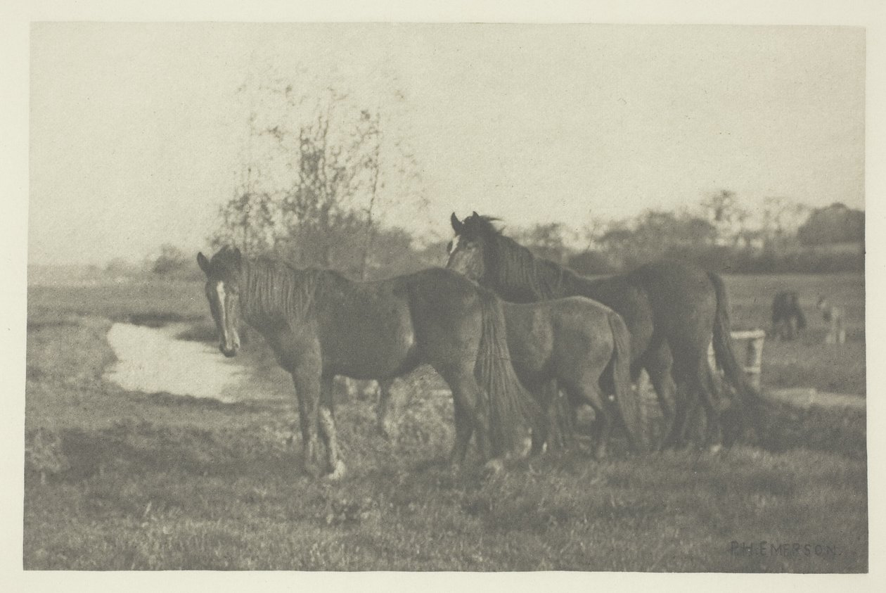 Potros em um pântano de Norfolk de Peter Henry Emerson