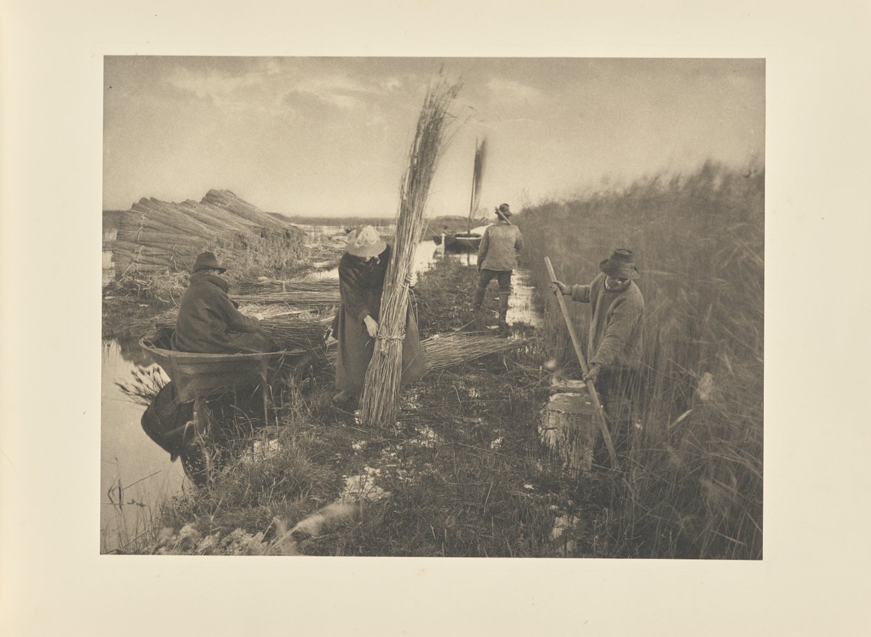 Durante a colheita do junco de Peter Henry Emerson