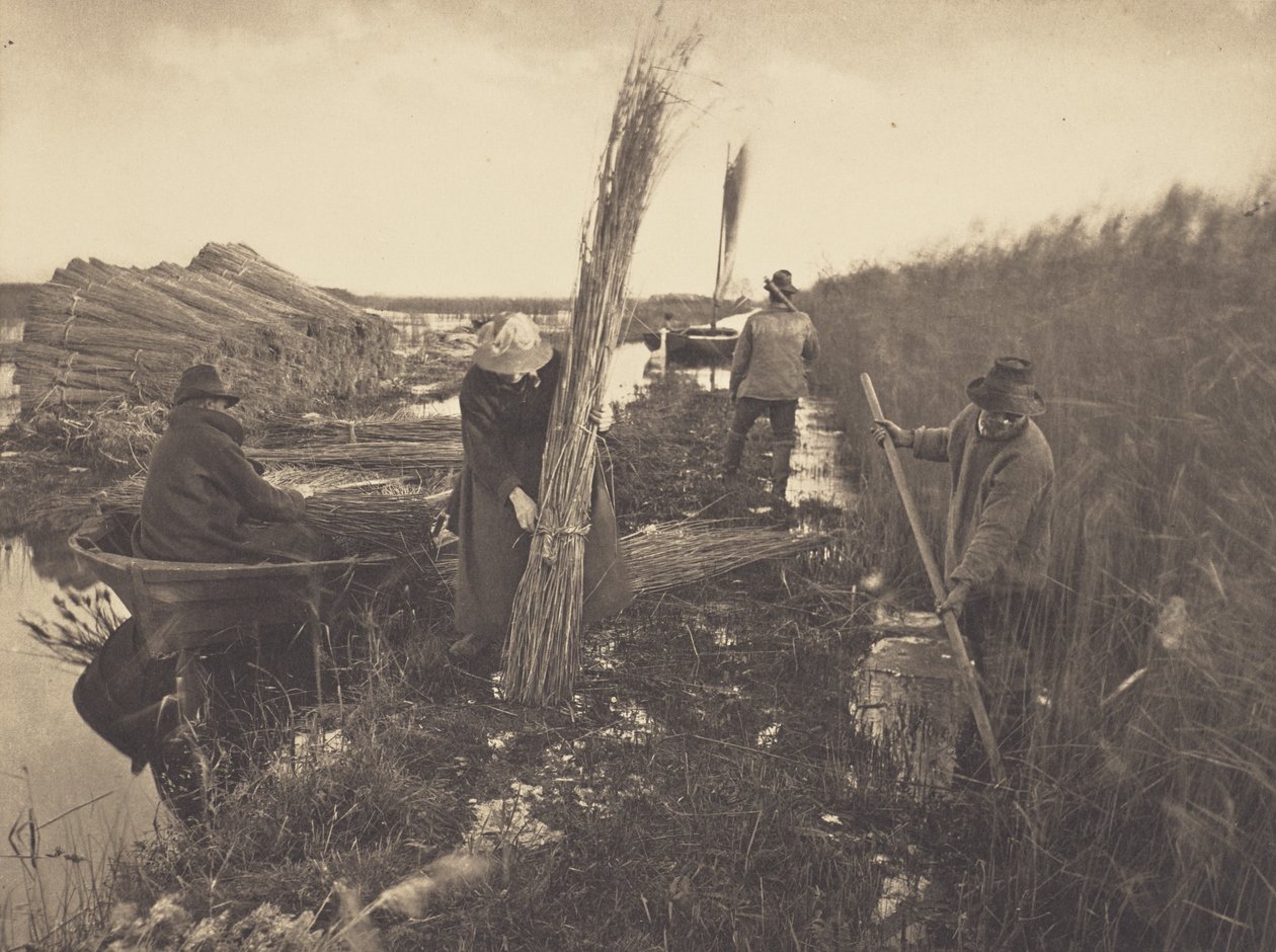 Durante a colheita de canas de Peter Henry Emerson