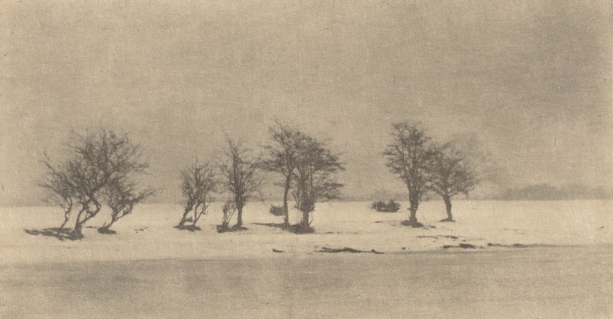 Gnarled-Thorn Trees, c. 1890, impresso c. 1895. de Peter Henry Emerson