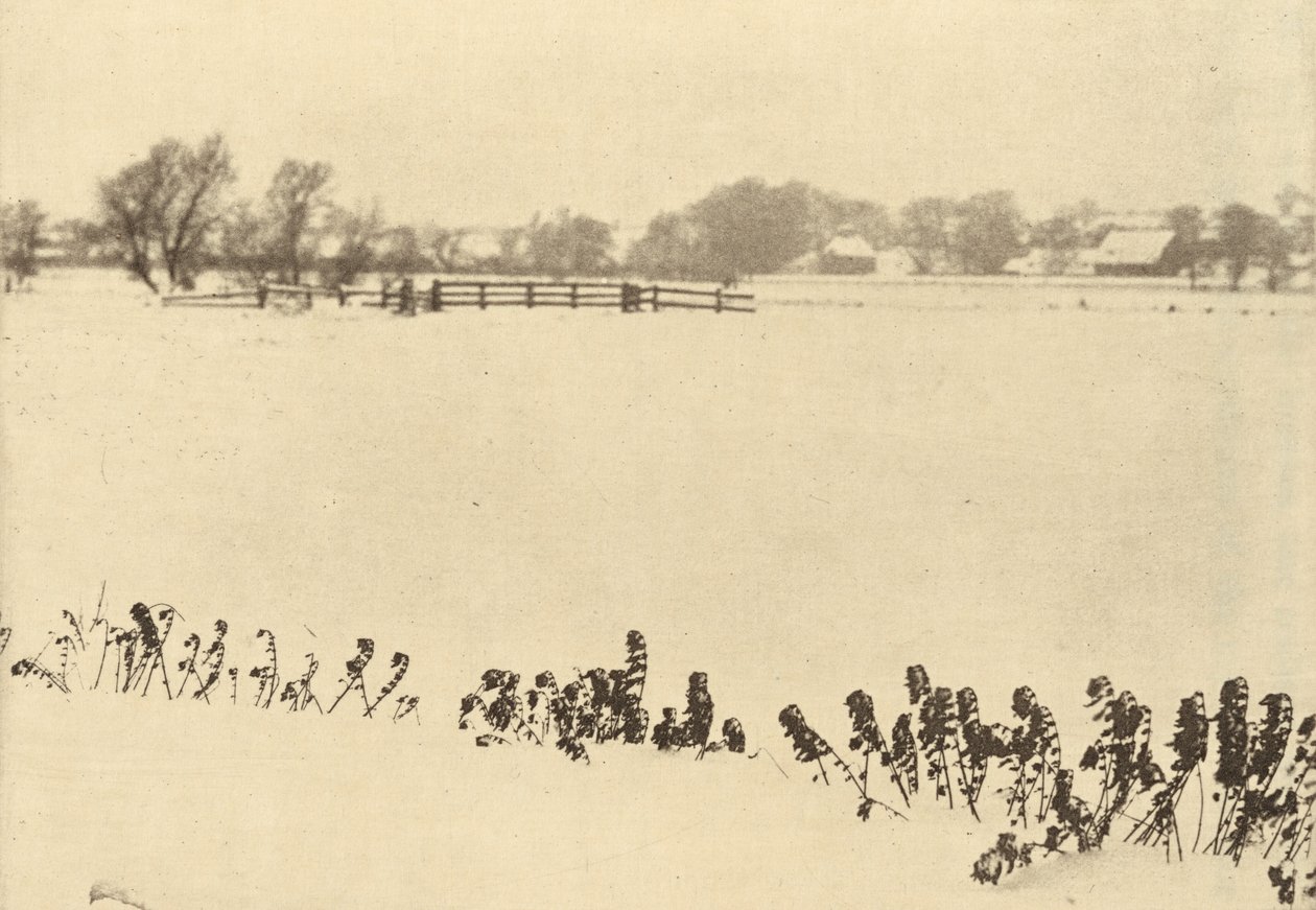 Ervas daninhas do pântano, em ou antes de 1895 (foto) de Peter Henry Emerson