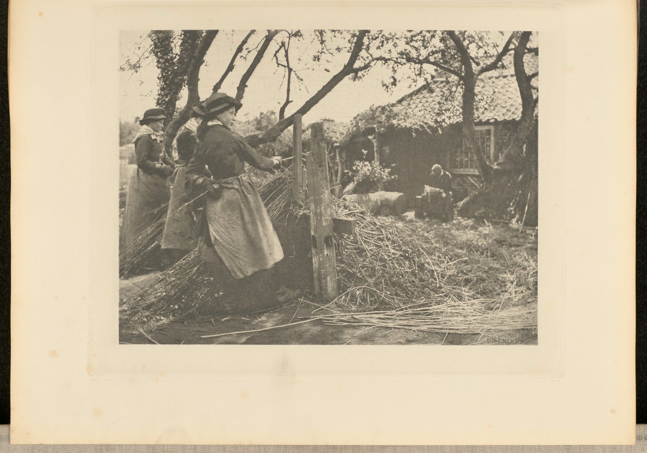 VimePeeling. [Norfolk]]. de Peter Henry Emerson