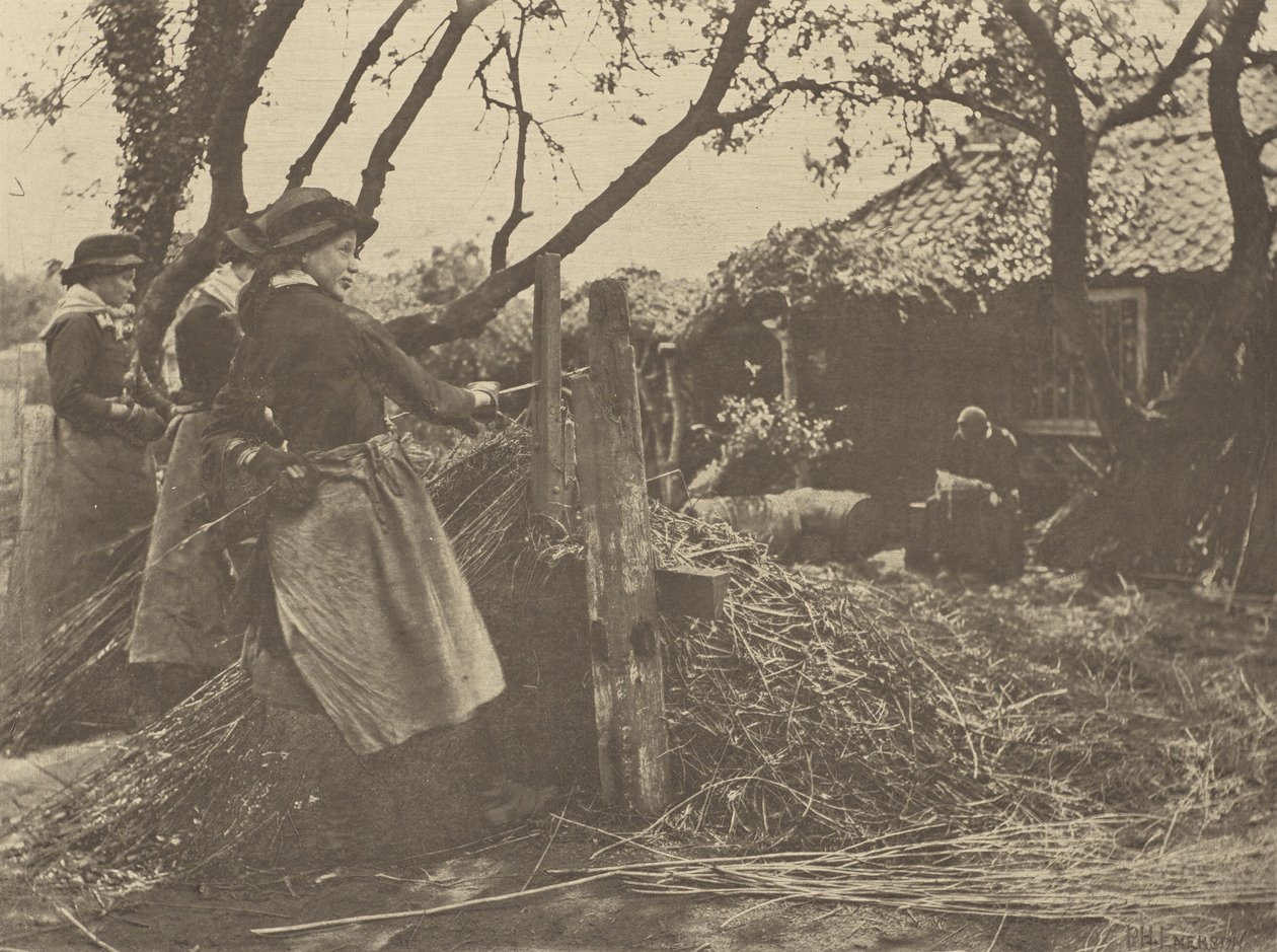VimePeeling. [Norfolk]]. de Peter Henry Emerson