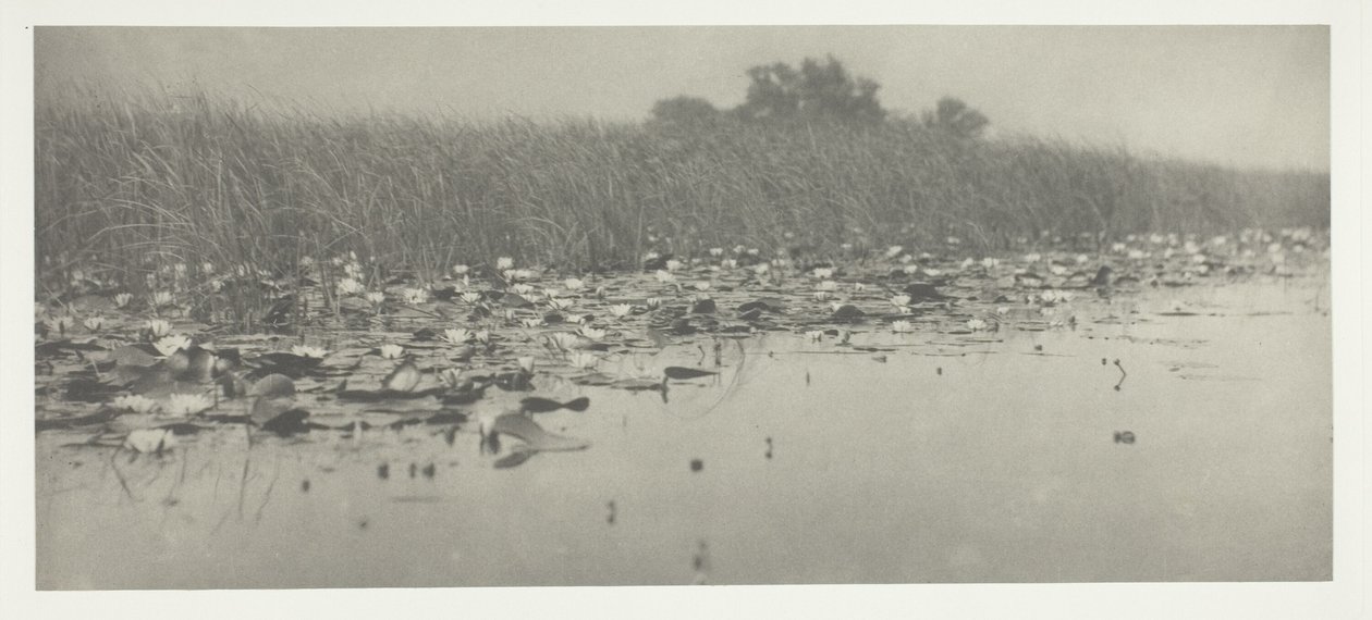 Lírios de Peter Henry Emerson