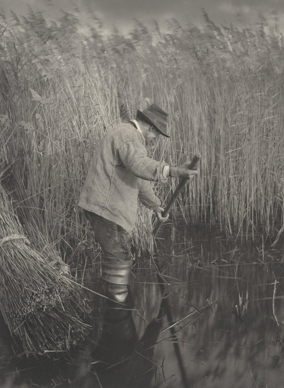 Um cortador de junco no trabalho de Peter Henry Emerson and T.F. Goodall