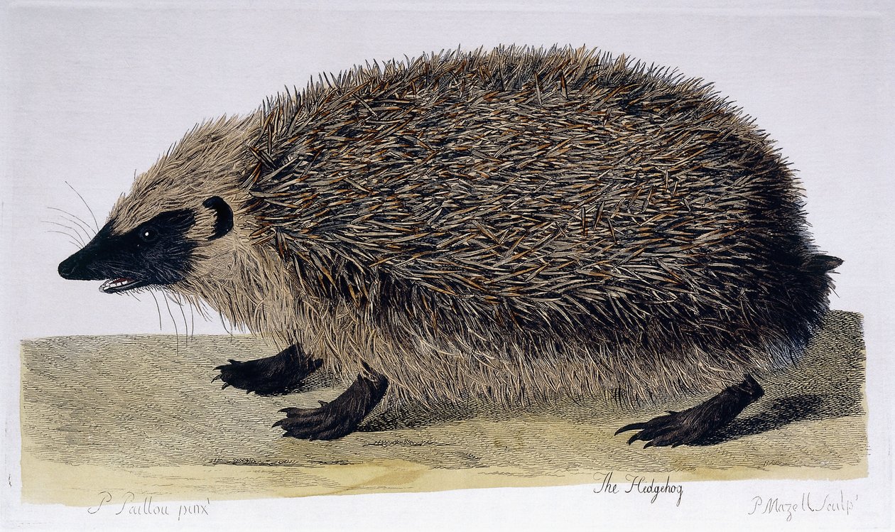O ouriço, 1761-1766 de Peter Paillou