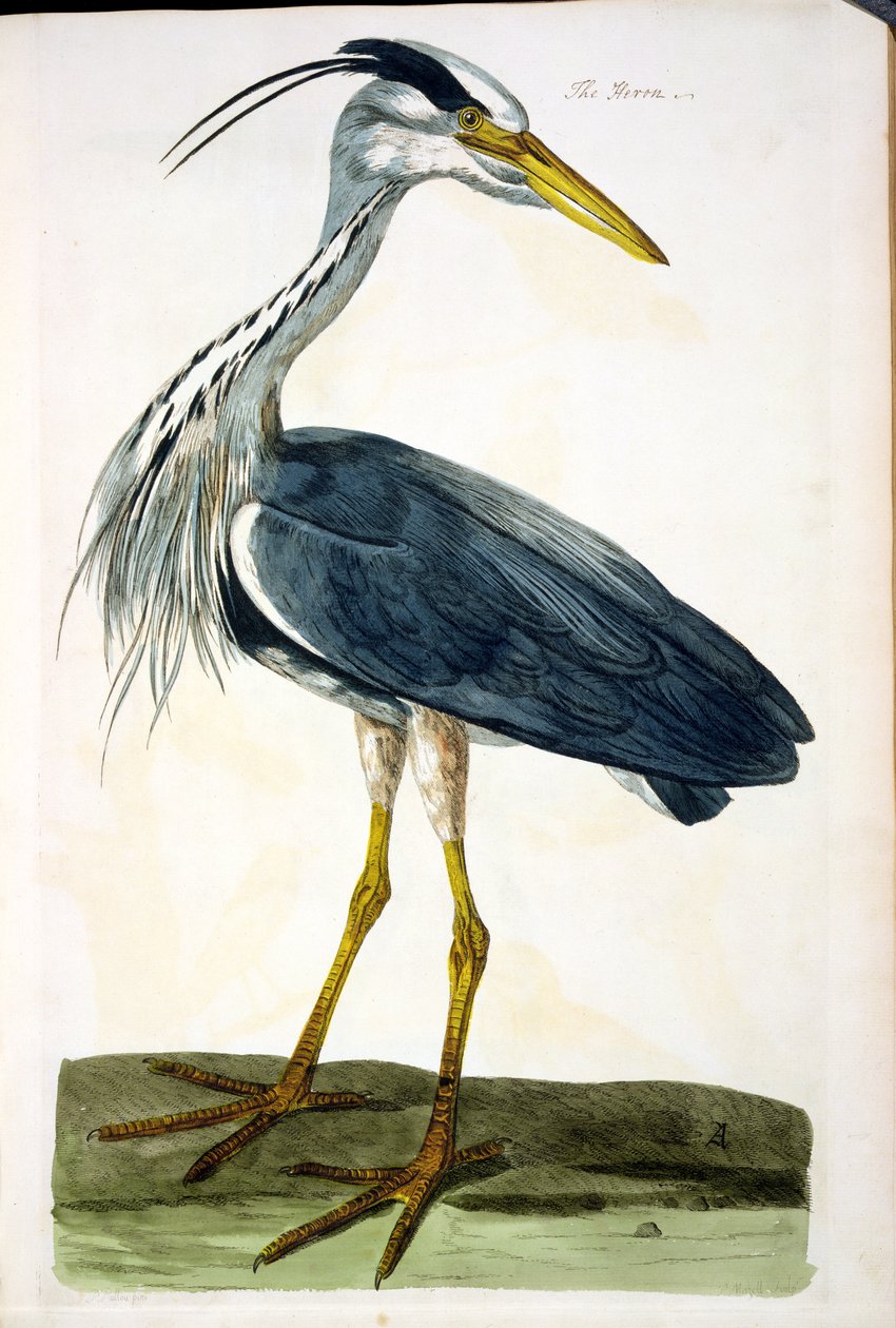 O Heron (Ardea cinerea) placa de &39;A Zoologia Britânica, classe II: aves&39;, gravada por Peter Mazell (fl.1761-97) 1766 de Peter Paillou