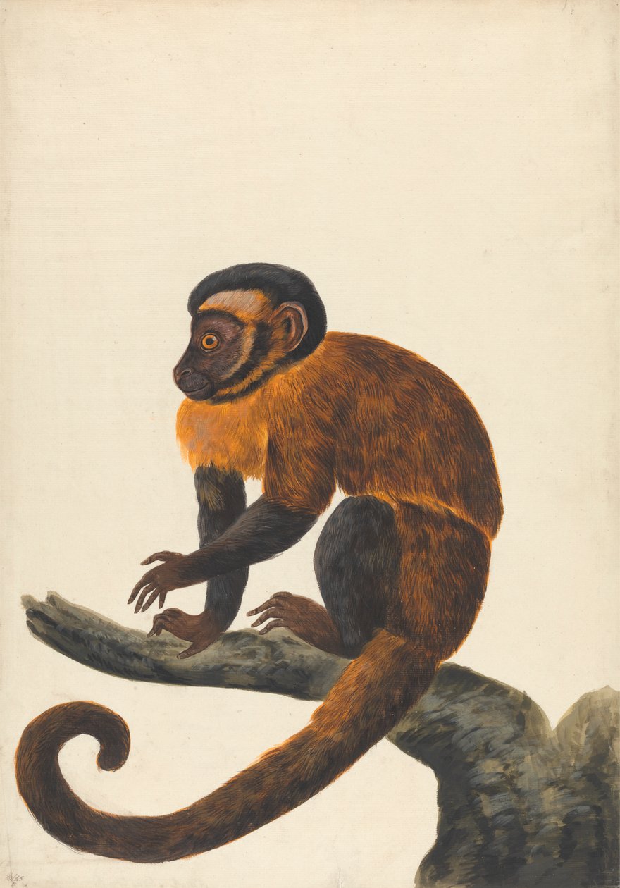 Um capuchinho de Peter Paillou the younger