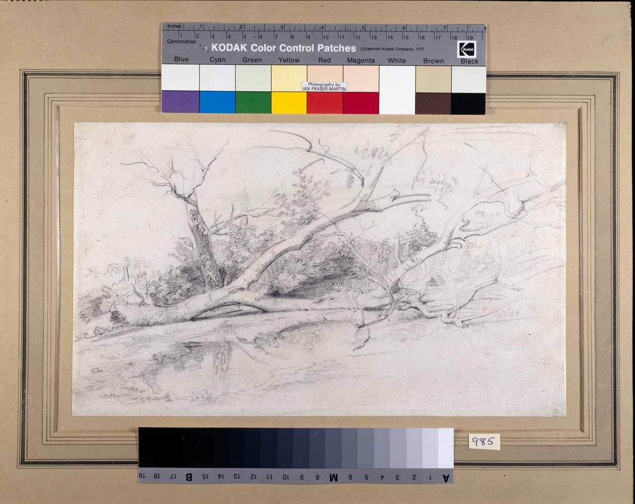 Uma árvore caída junto a uma piscina, c.1630 (gizes pretos e vermelhos com lavagem em papel) de Peter Paul Rubens