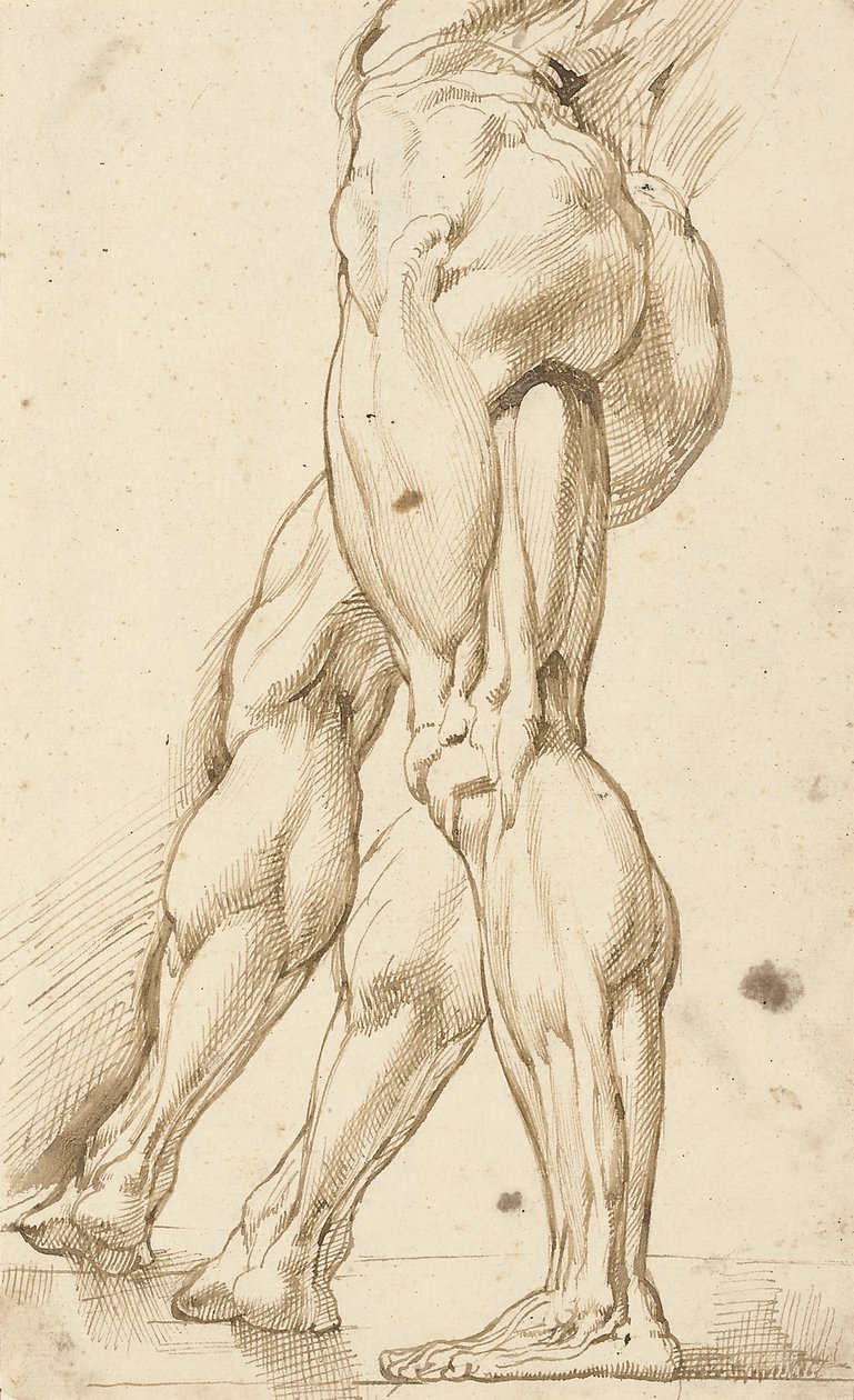 Um estudo écorché das pernas de um homem nu, com um estudo subsidiário da perna direita de Peter Paul Rubens