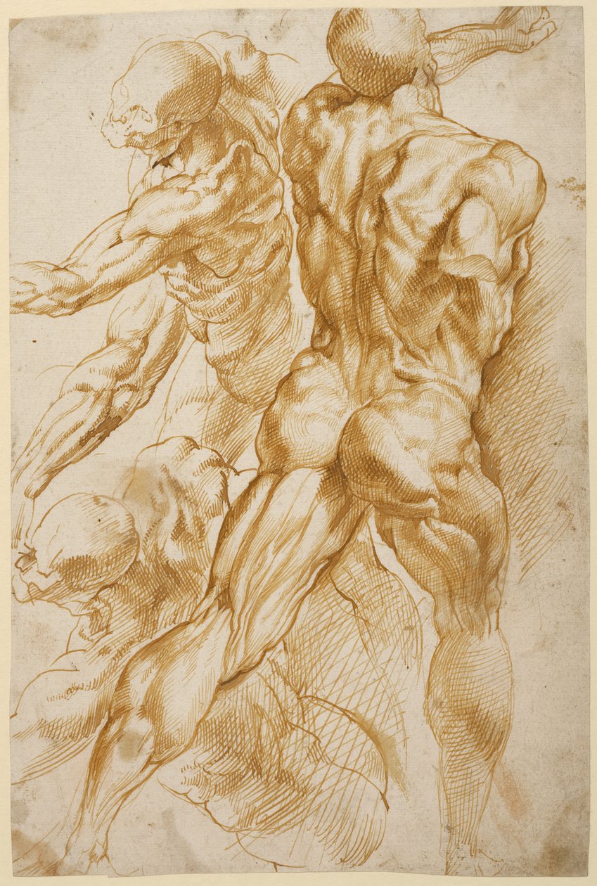 Estudos anatómicos de Peter Paul Rubens