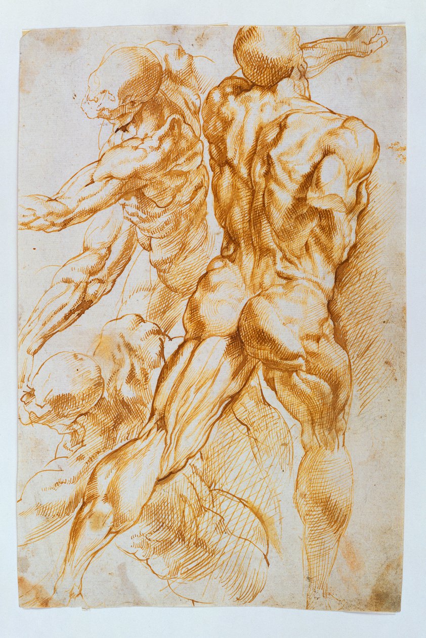 Estudos anatômicos: nus em combate de Peter Paul Rubens