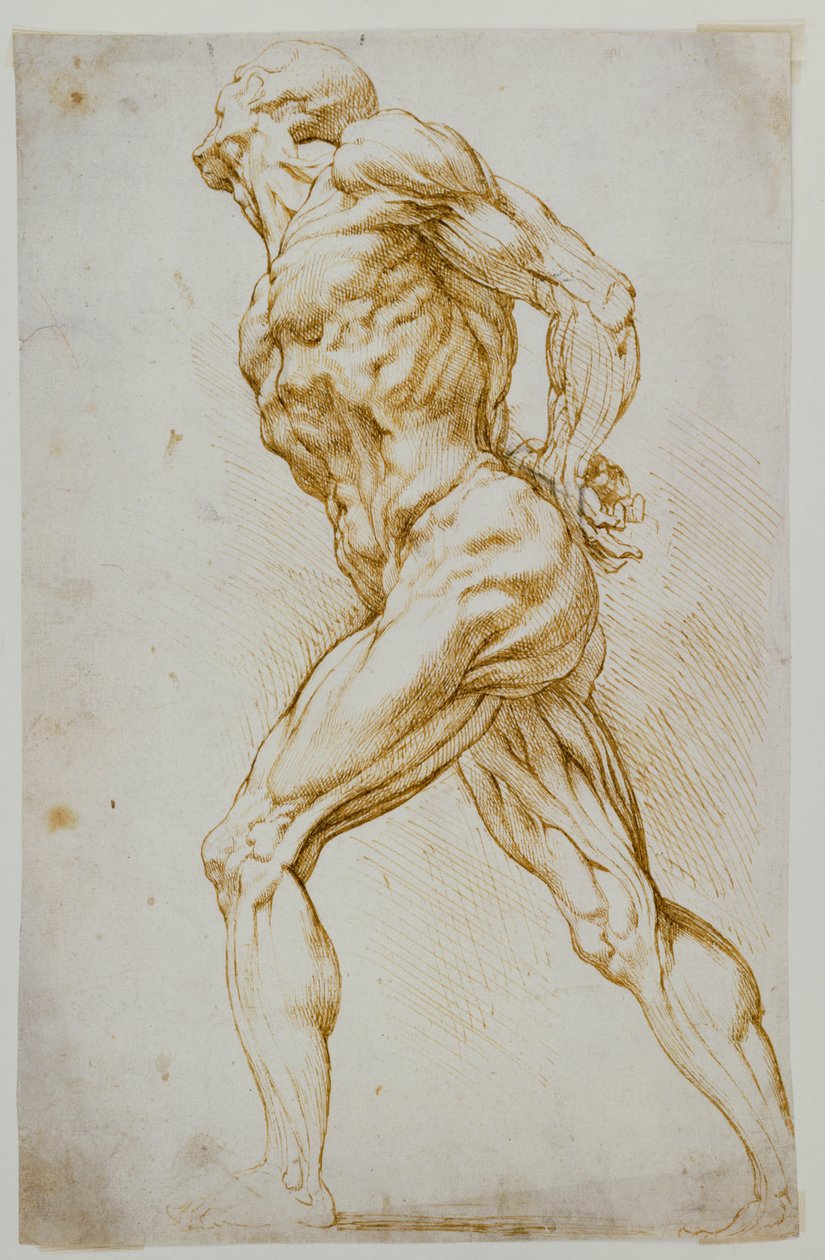 Estudo anatômico: um nu caminhando para a direita, as mãos atrás das costas de Peter Paul Rubens