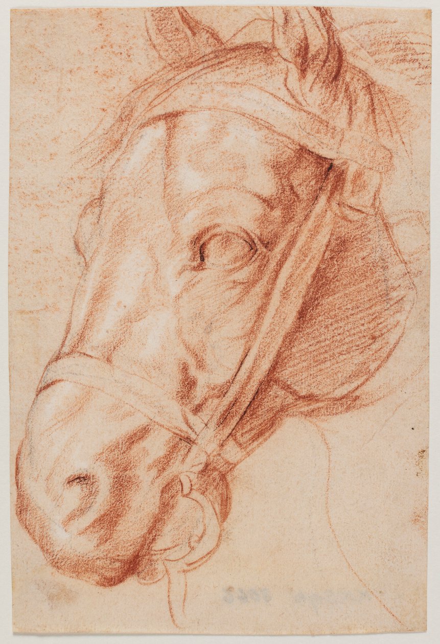Cabeça de cavalo de Peter Paul Rubens
