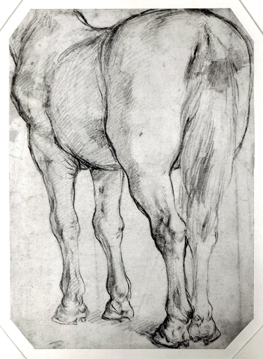 Parte traseira do cavalo de Peter Paul Rubens