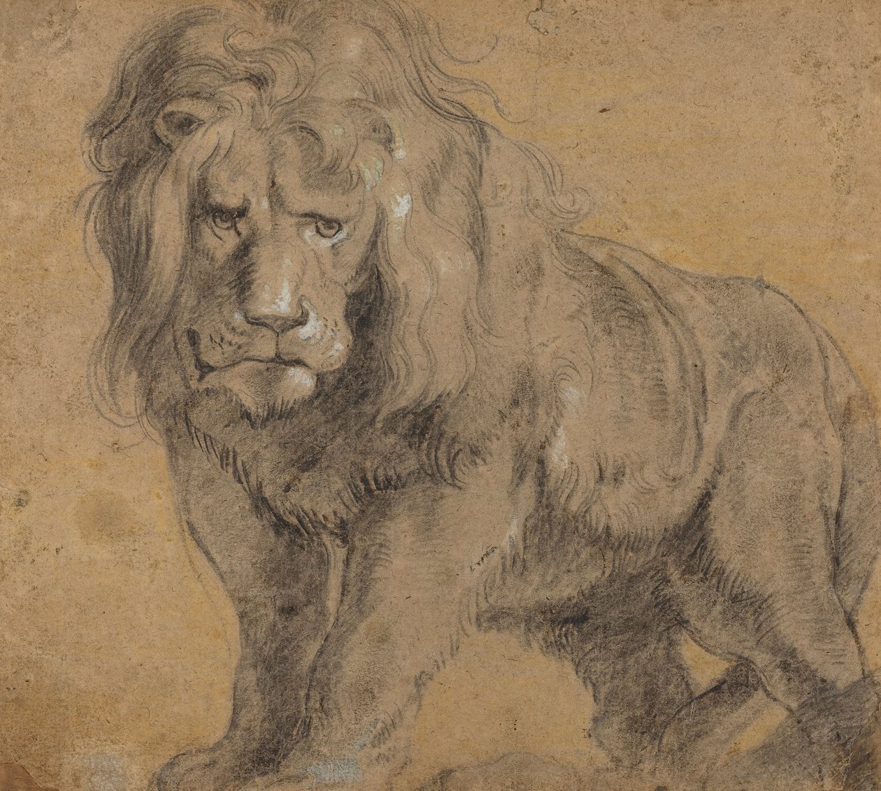 Leão, c.1612-13 (giz preto no papel) de Peter Paul Rubens