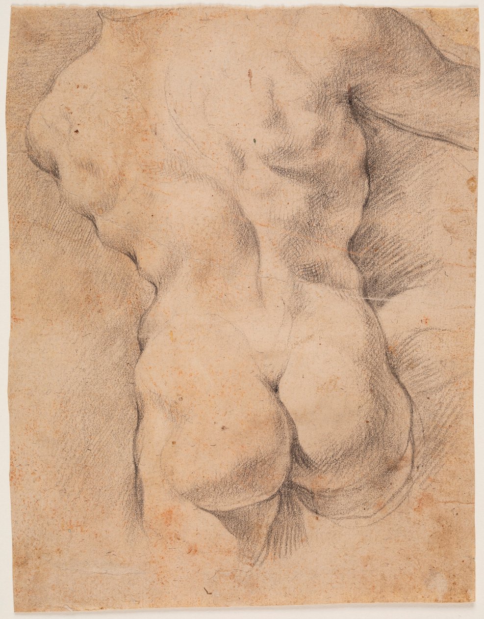Torso masculino visto de costas de Peter Paul Rubens